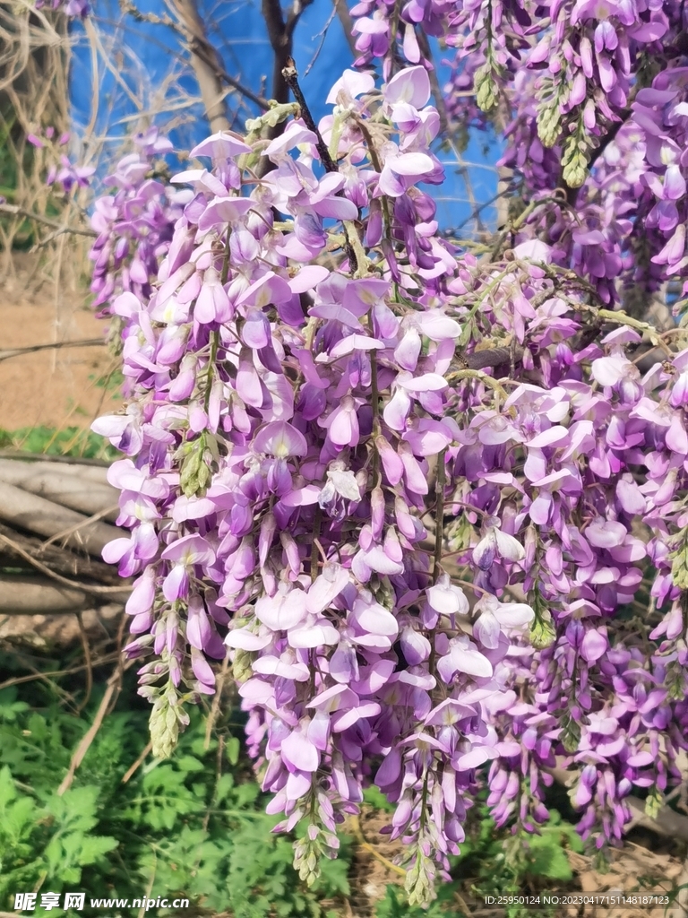 紫藤花