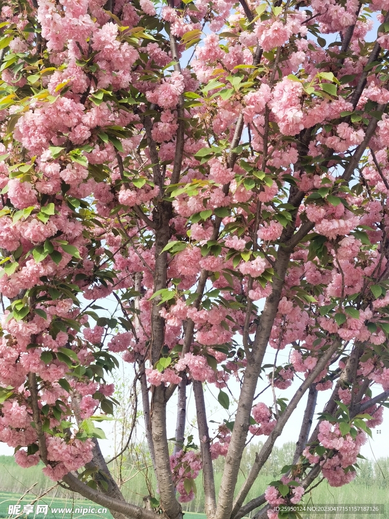 樱花