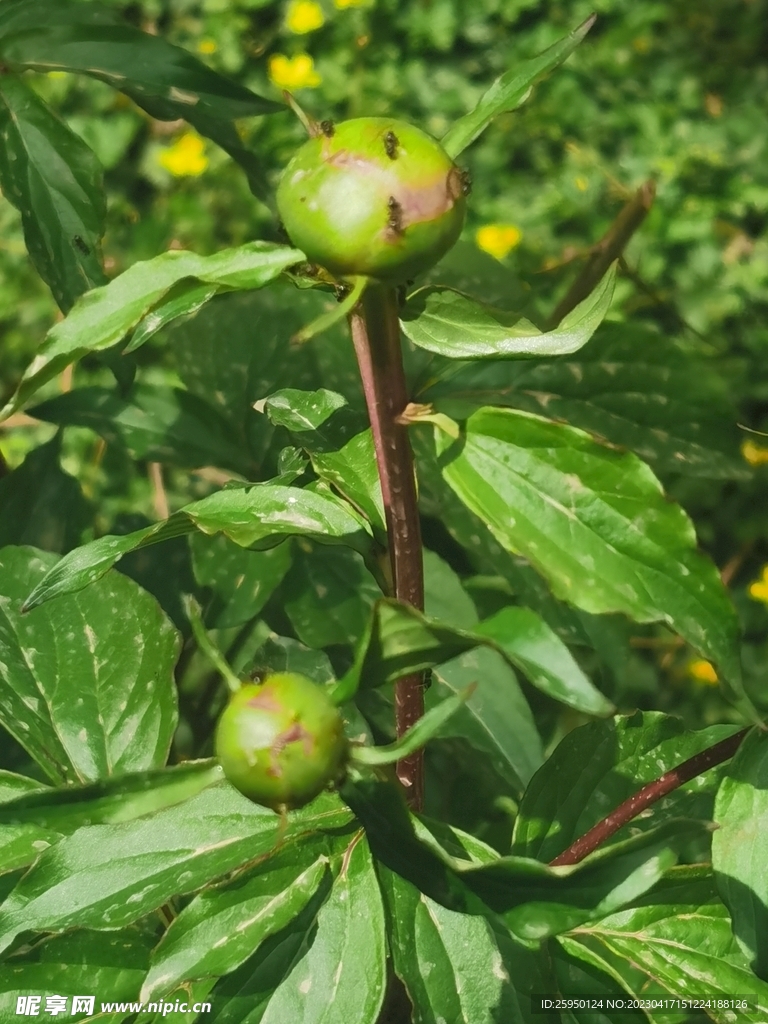芍药