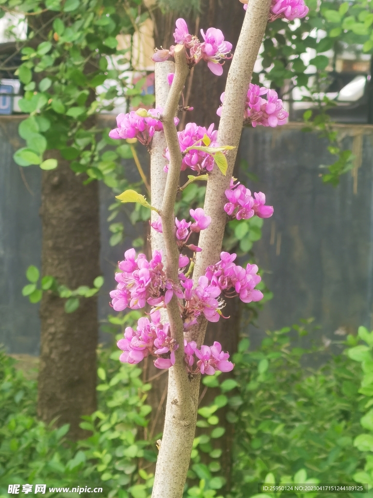 紫荆