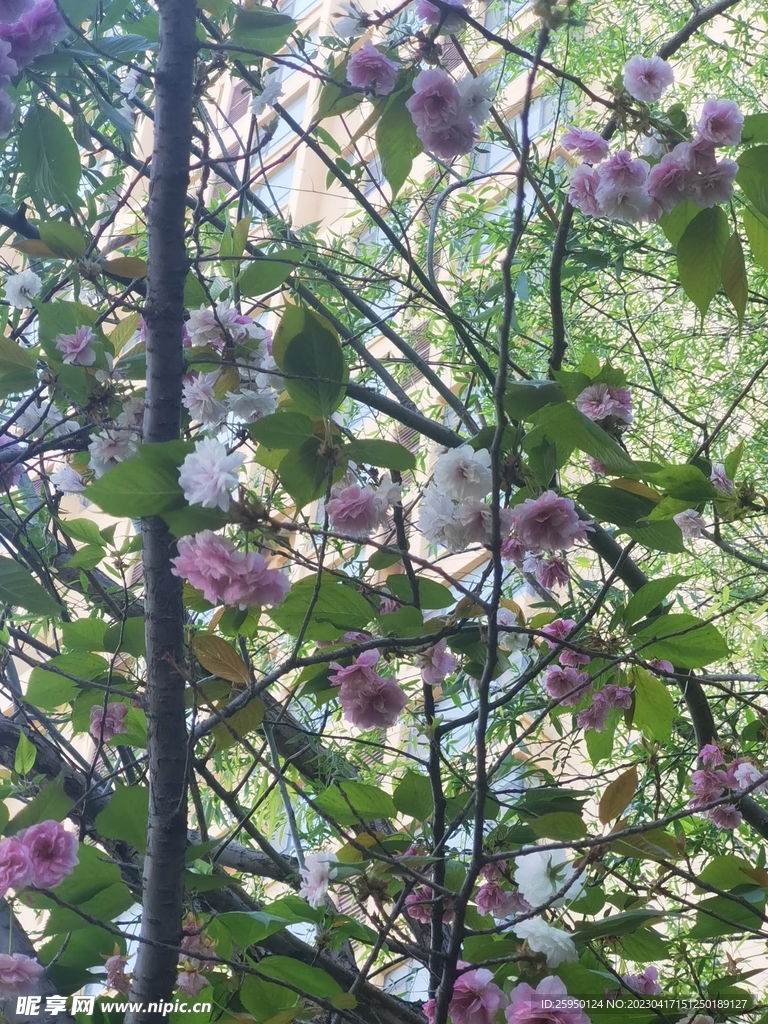 樱花