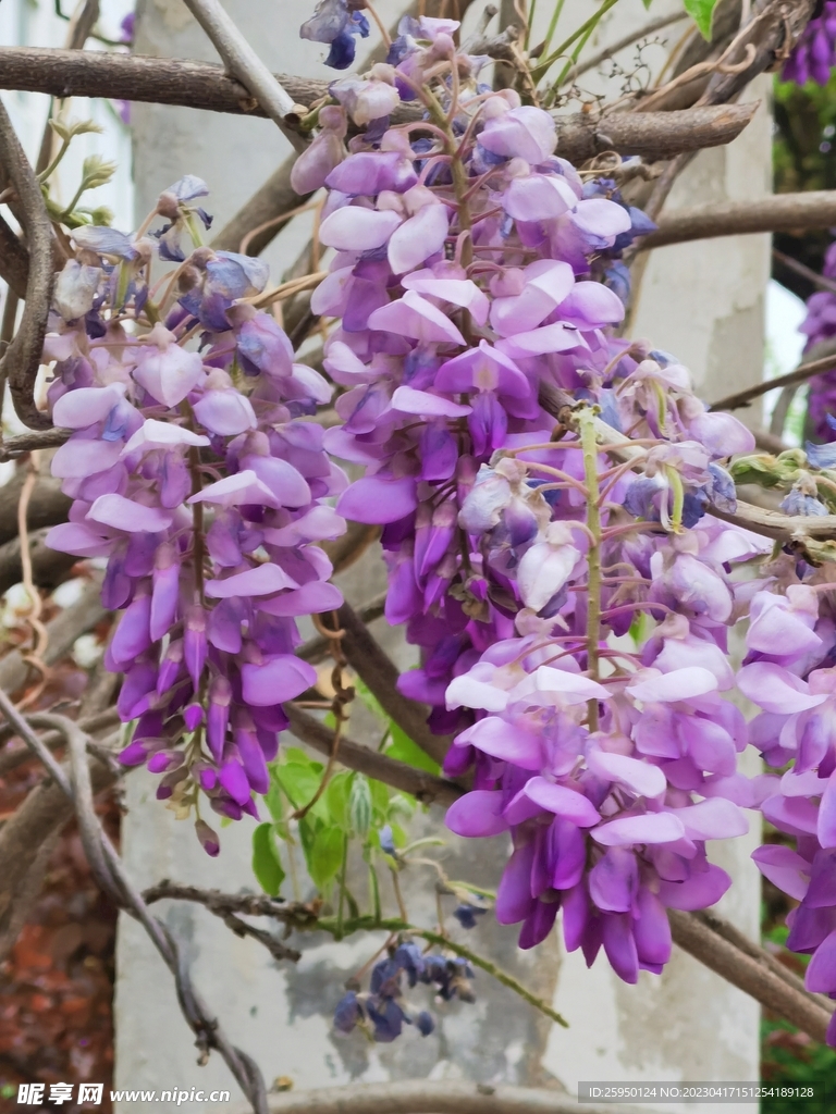 紫藤花