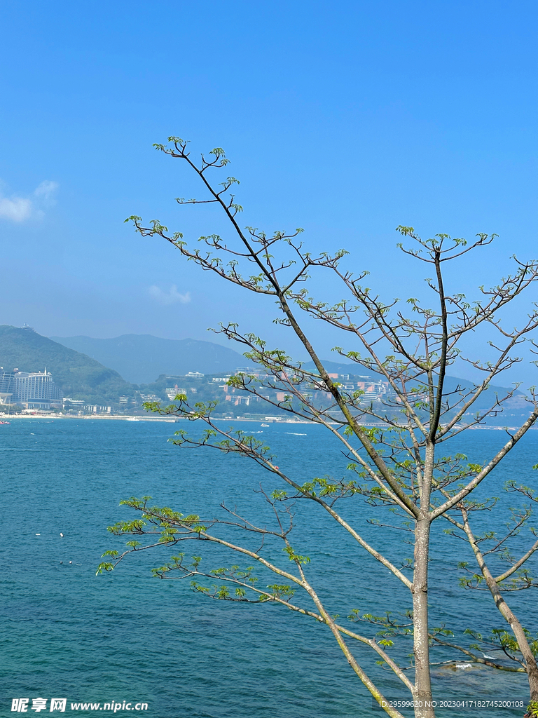 大海