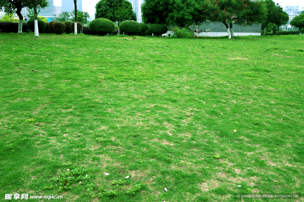 绿草坪