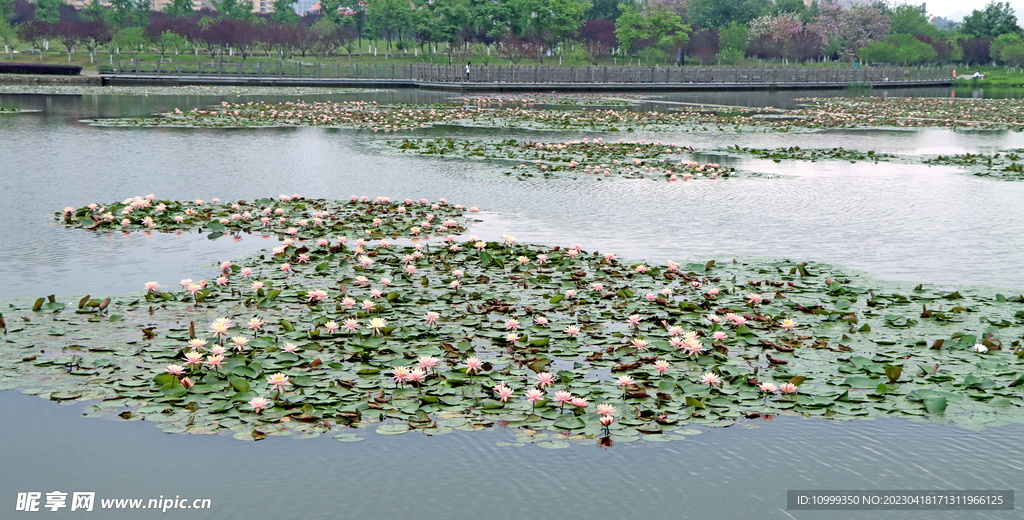 爱莲湖睡莲花