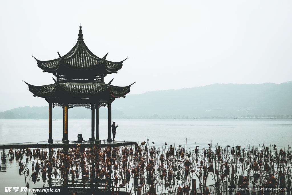 西湖残荷
