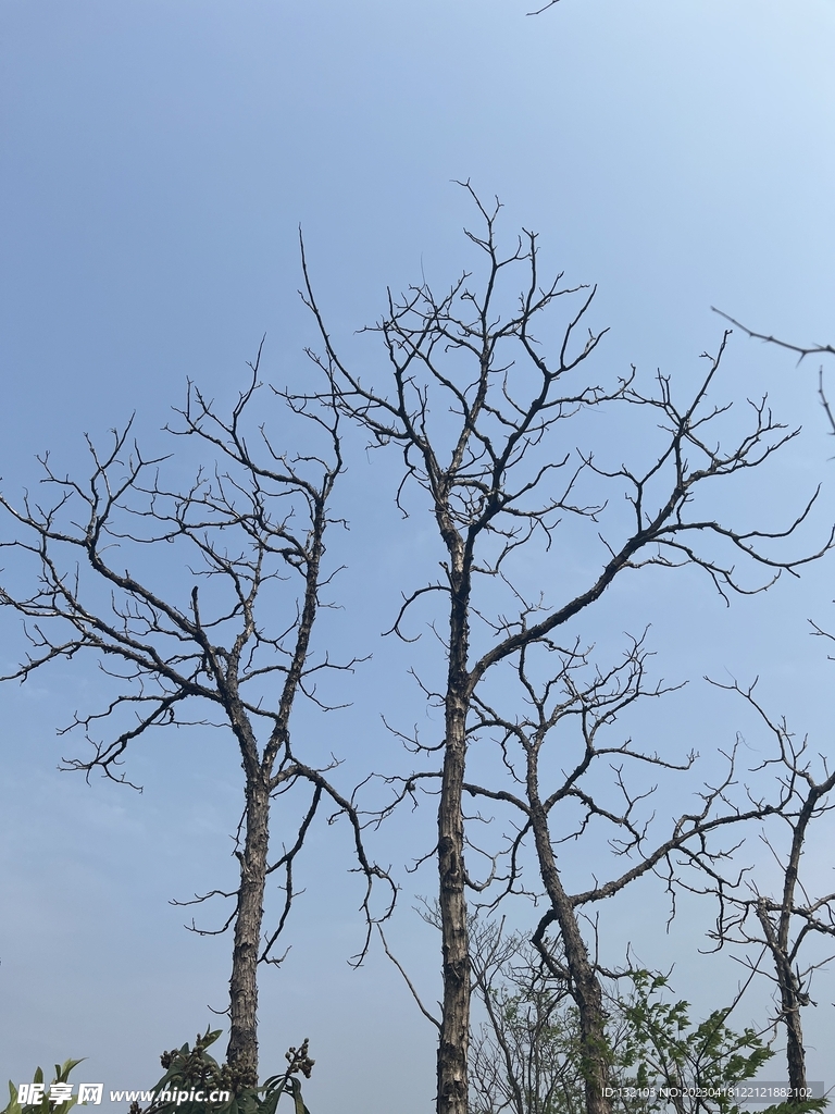干枯的树枝