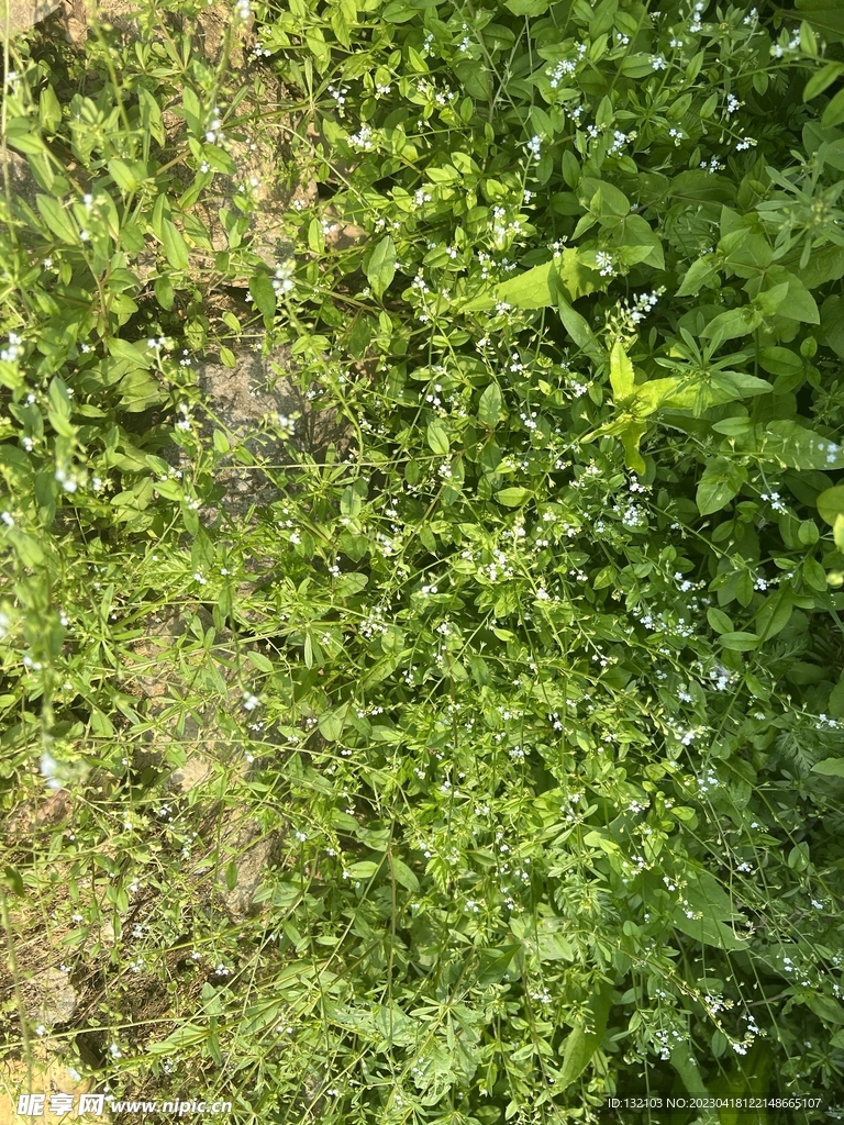路边小草