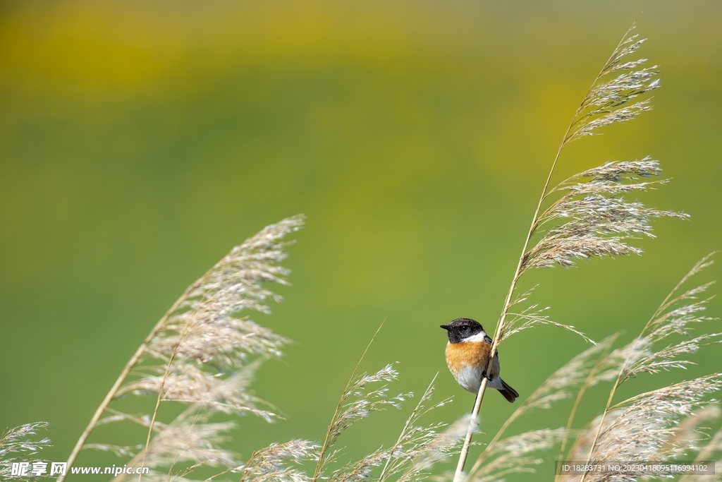 芦苇上黑喉石䳭鸟