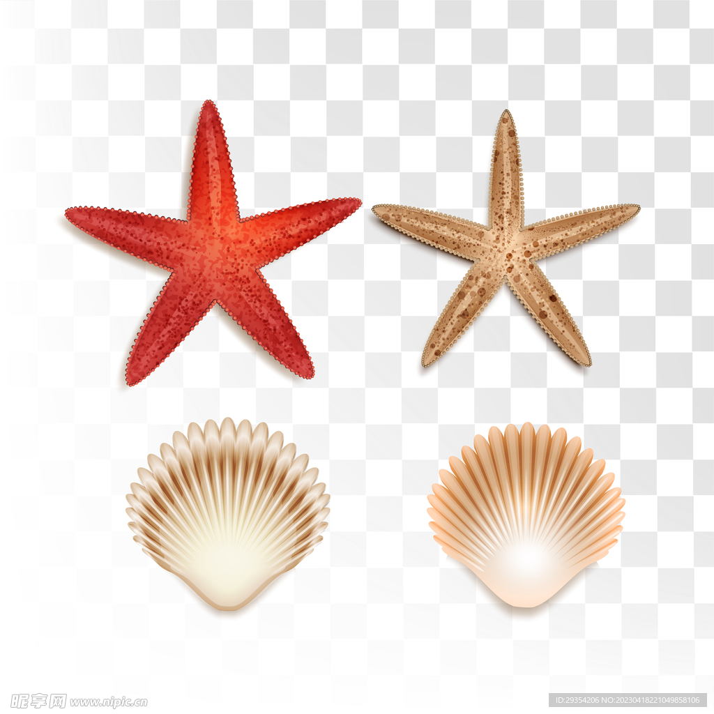 贝壳海星矢量图片