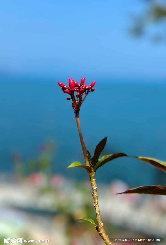 变叶珊瑚花