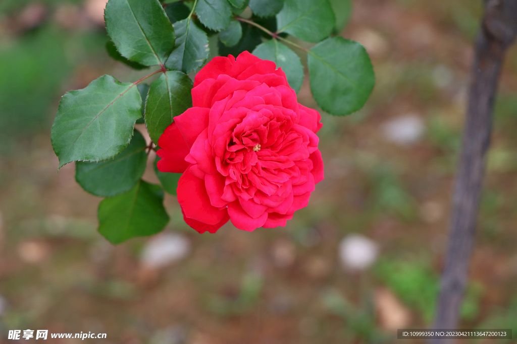 红色月季花