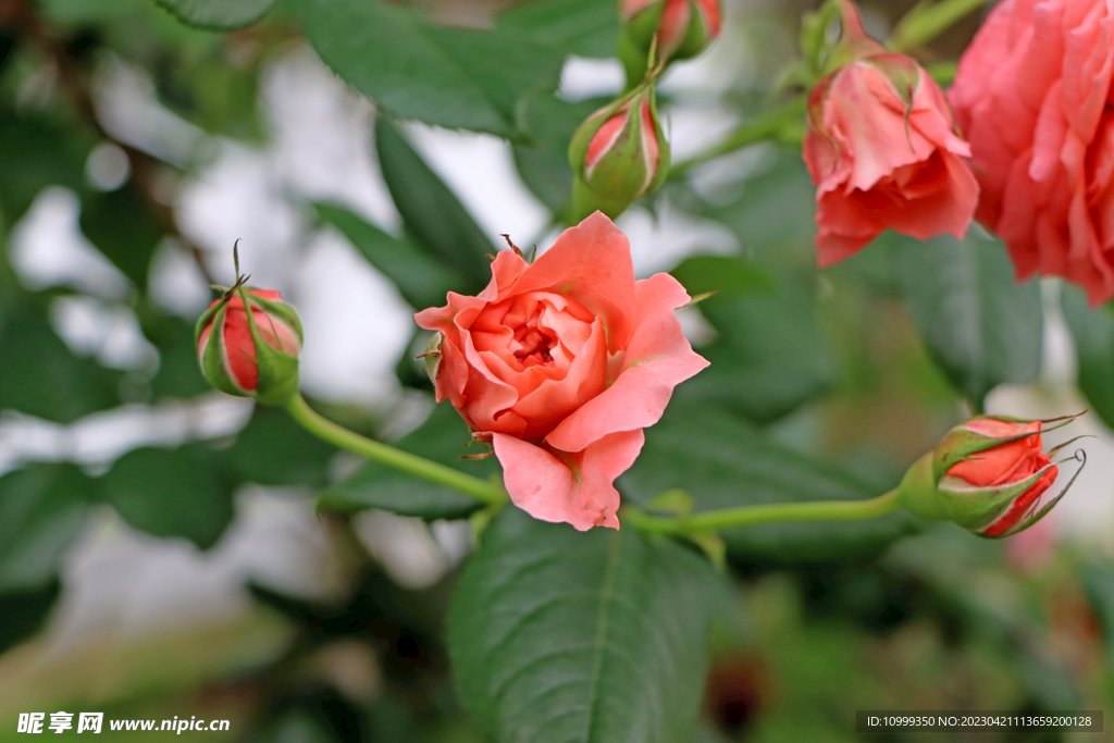 粉色月季花