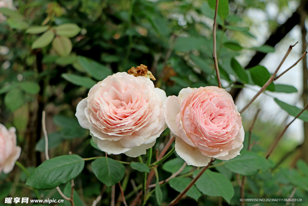 粉色月季花