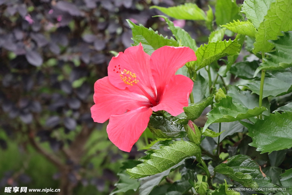 扶桑花