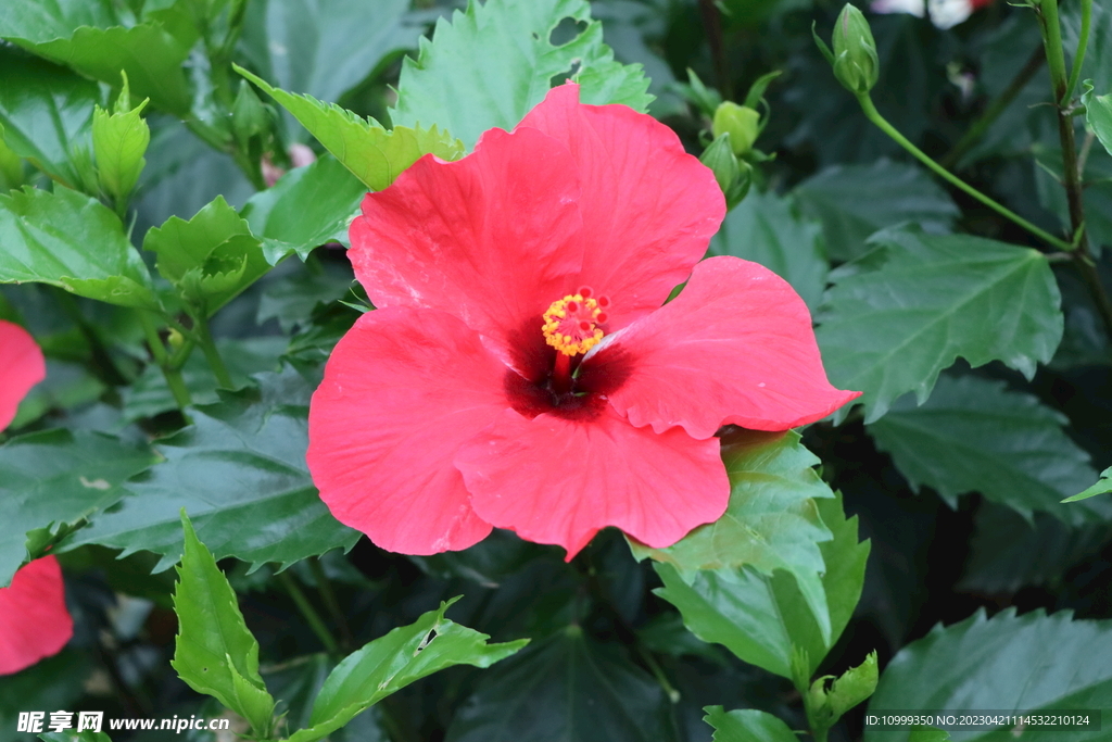 扶桑花