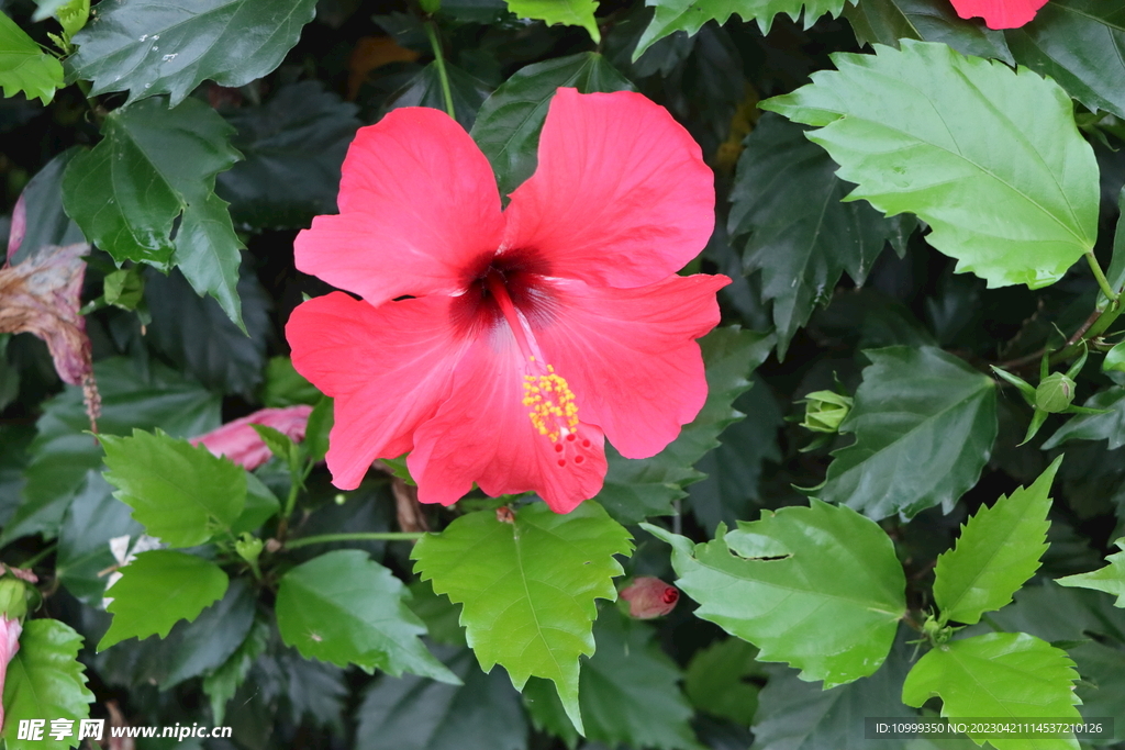 扶桑花