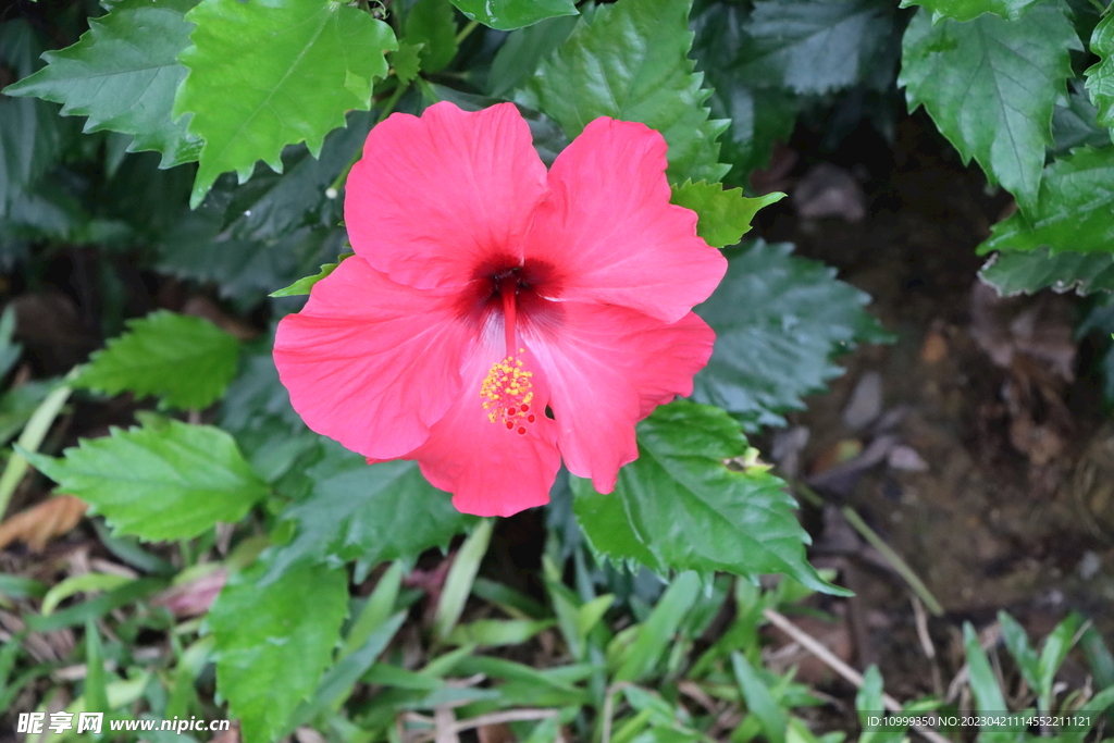 扶桑花