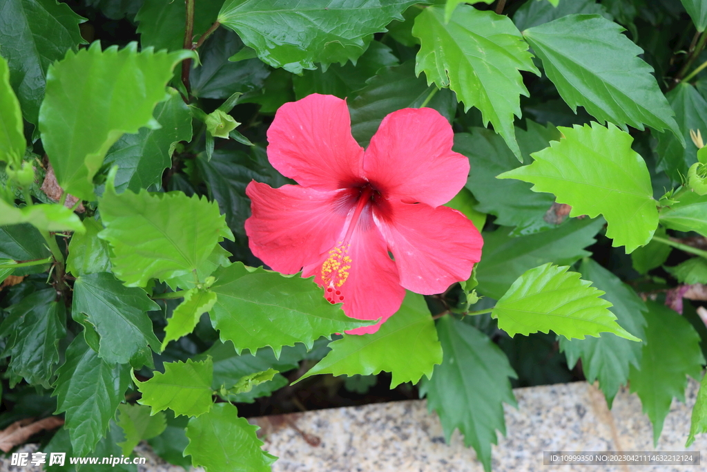 扶桑花