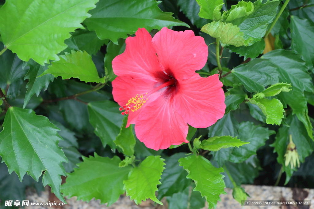 扶桑花