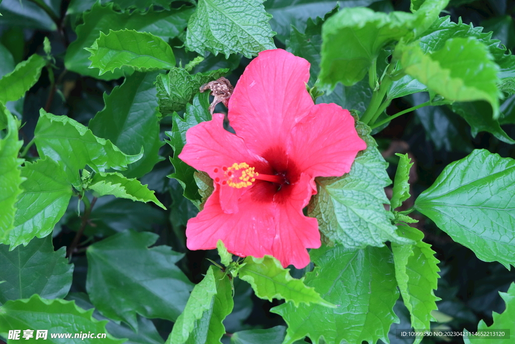 扶桑花