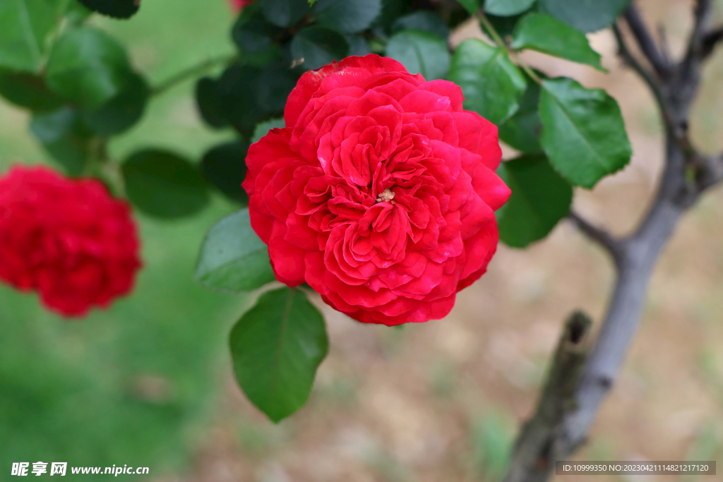 红色月季花