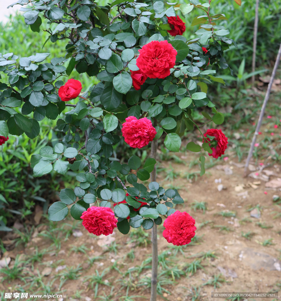 红色月季花