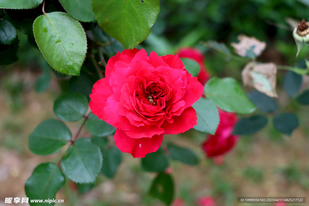 红色月季花