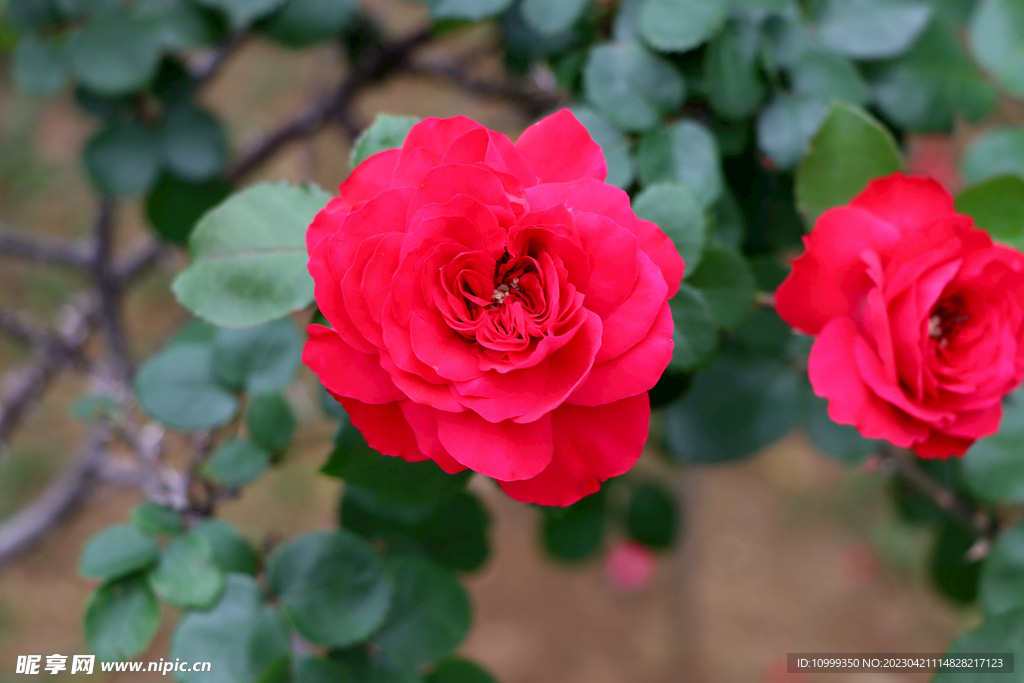 红色月季花