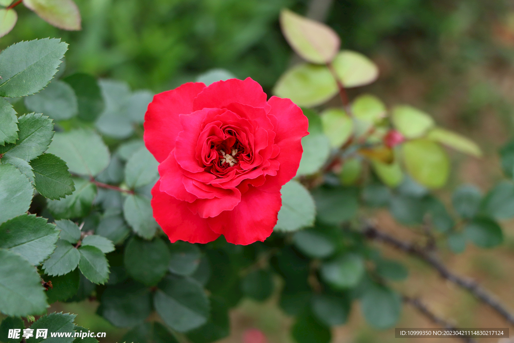 红色月季花