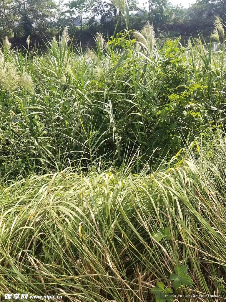 溪边芦苇