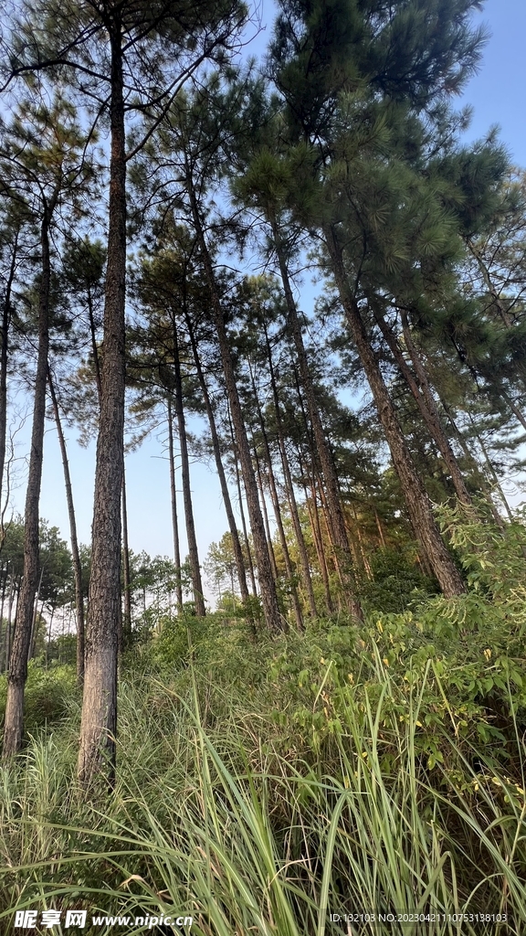 松树