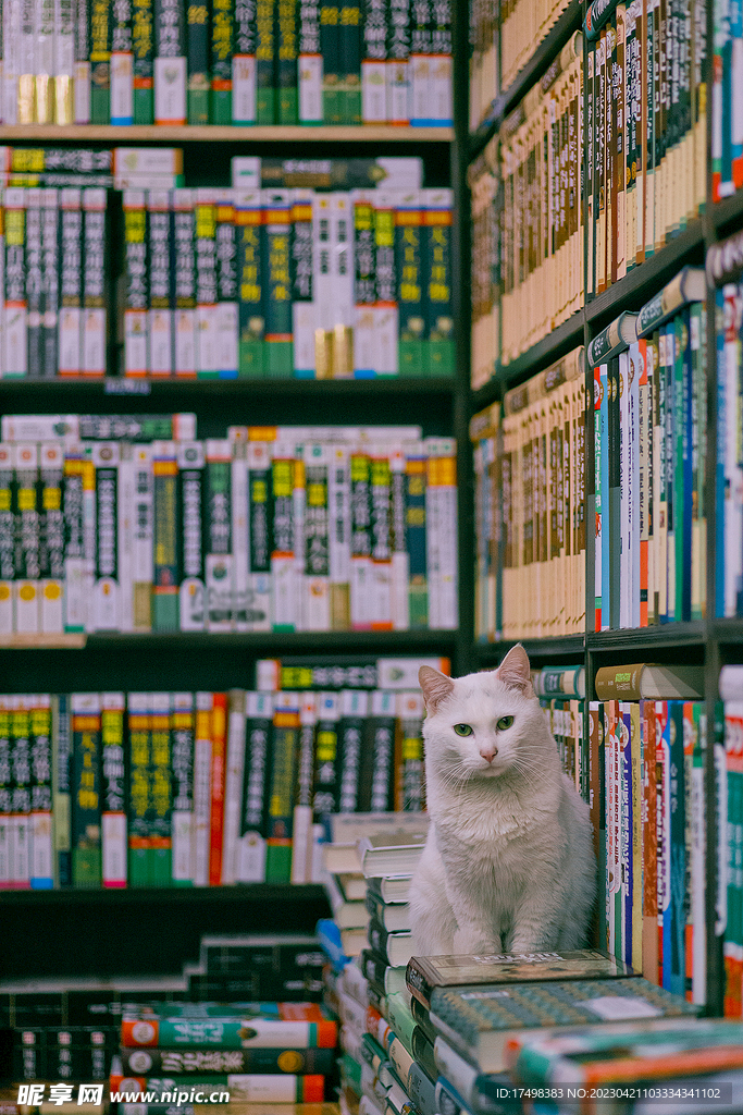 书和猫