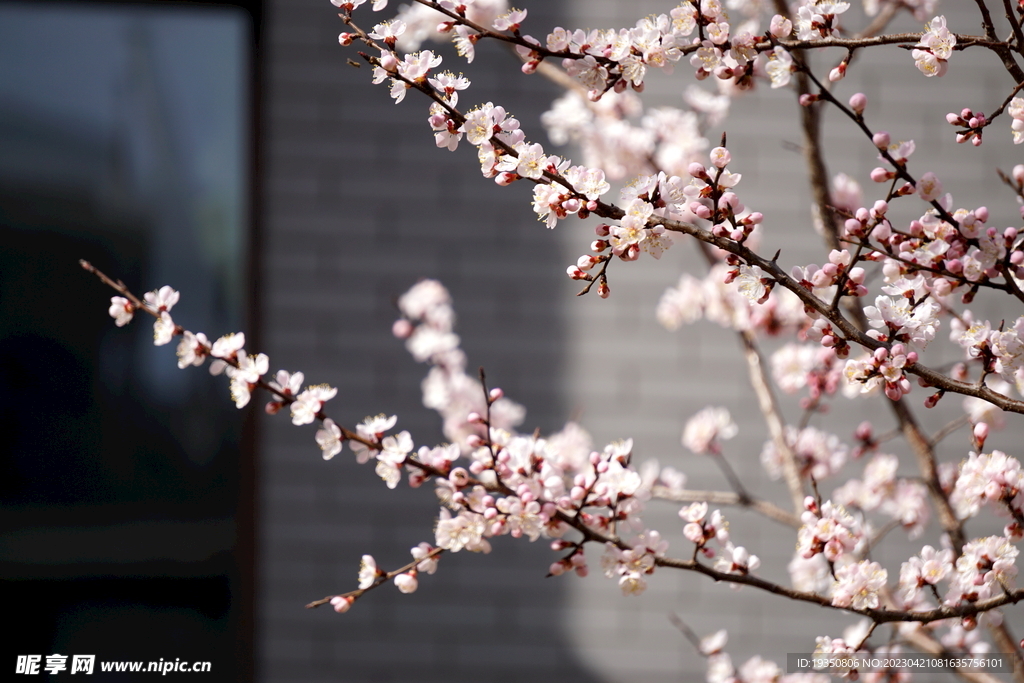 春天的桃花花枝