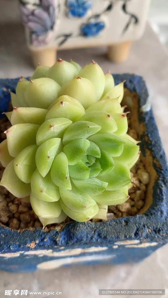 多肉观赏植物