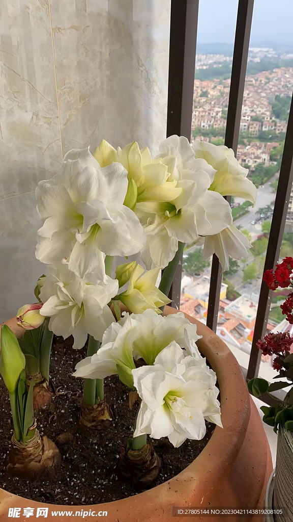 水仙花