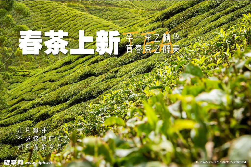 茶叶