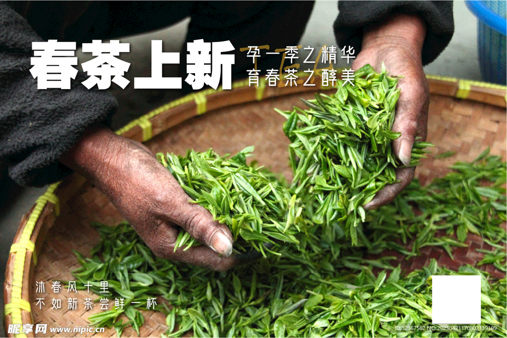 春茶