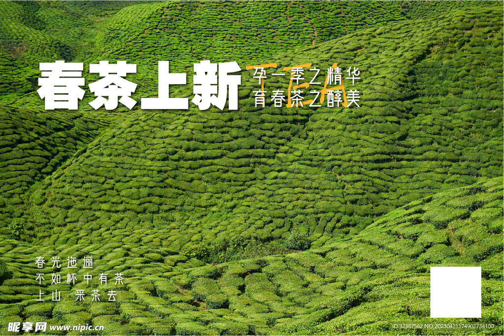 春茶