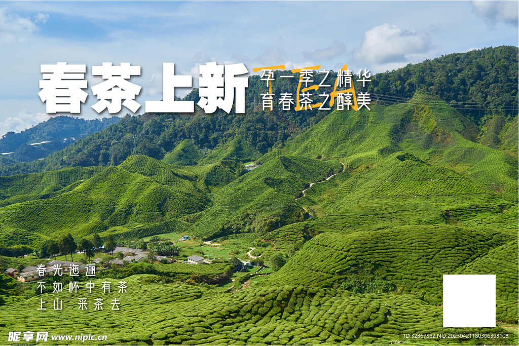 春茶 