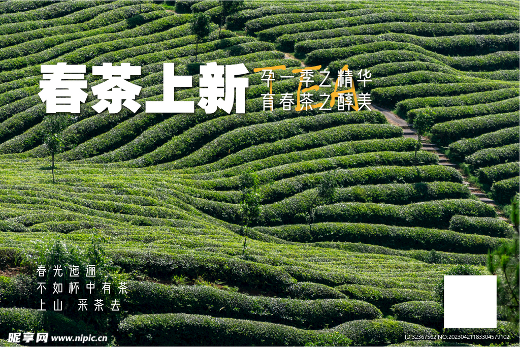 春茶 