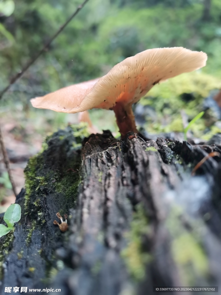 香菇