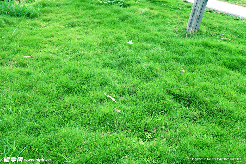 绿草地