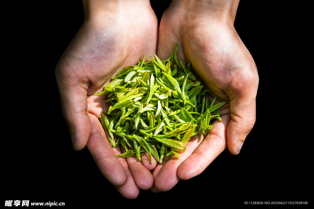 茶芽