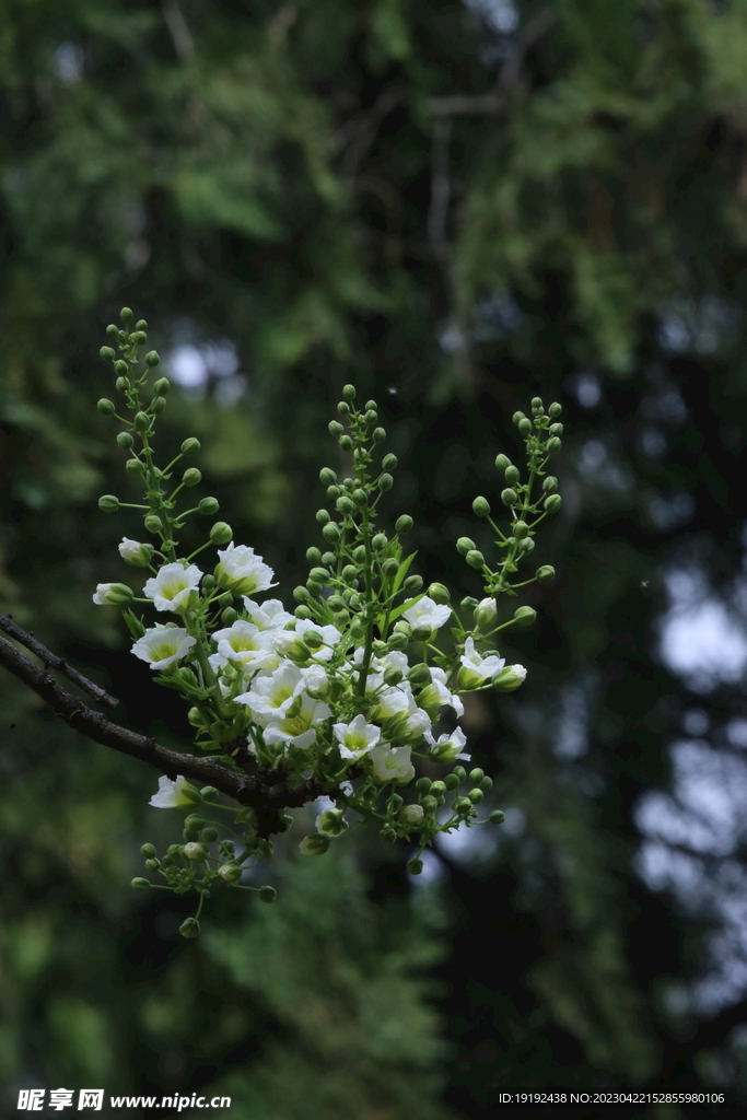 文冠果花 