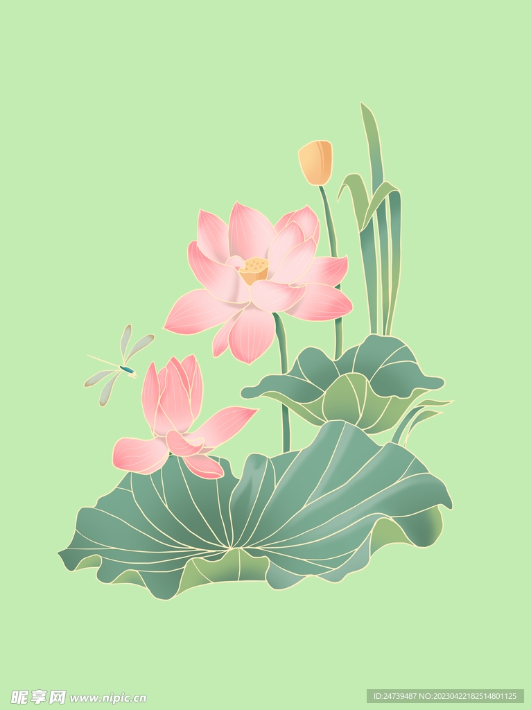 荷花