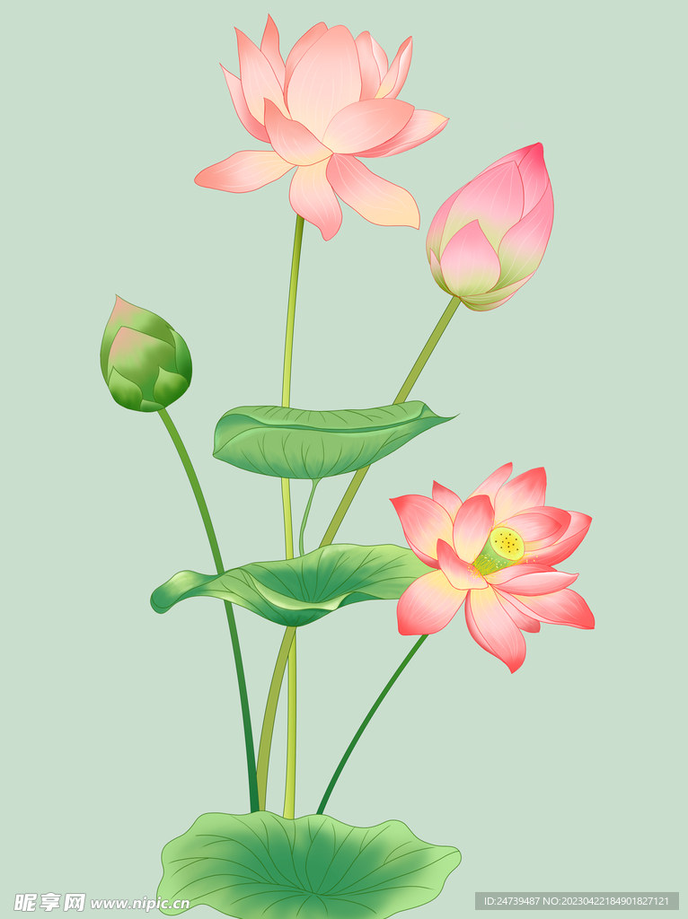 荷花