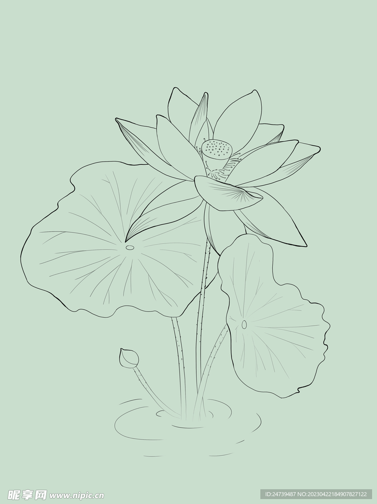 荷花