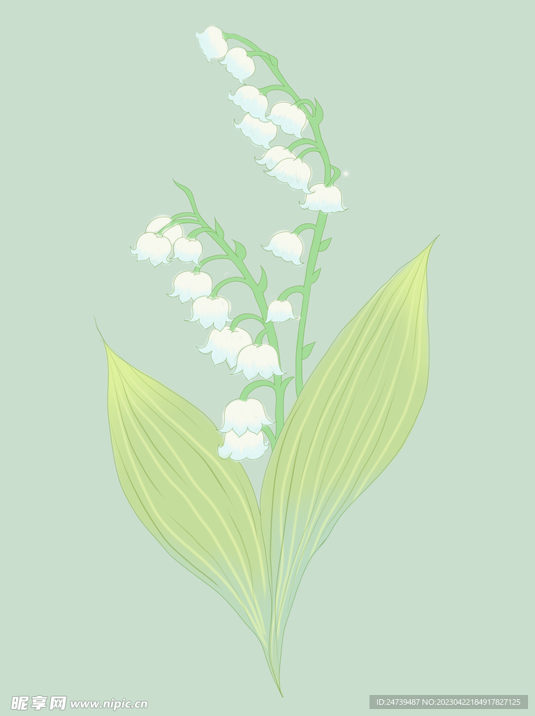 铃兰花