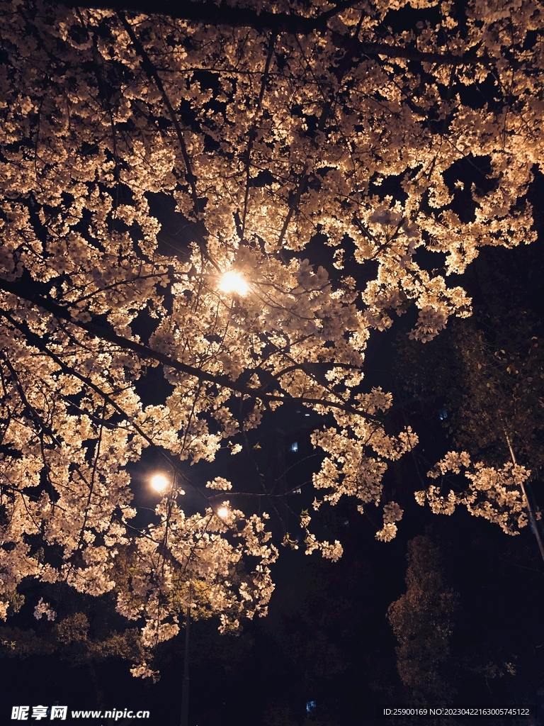 樱花
